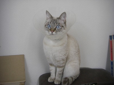 とらきち の ねこさん日記