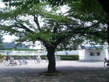 栃木県総合運動公園