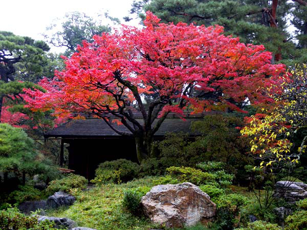 京都御所