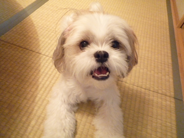 ふうちゃんの毎日　☆マル＆シーズーのMIX犬☆