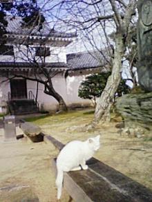 唐津城の猫1