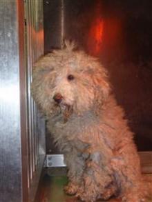 犬猫の避妊去勢手術の費用を助成する自治体