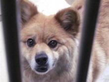 犬猫の避妊去勢手術の費用を助成する自治体