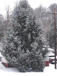 Miyavizim08のブログ-Winter Came Late III