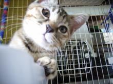 チャトラ トラちゃん