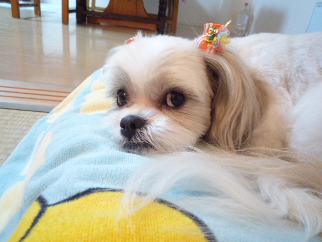 ふうちゃんの毎日 ☆マル&シーズーのMIX犬☆