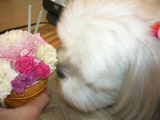 ふうちゃんの毎日 ☆マル&シーズーのMIX犬☆