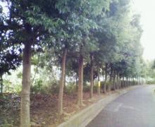 たまねぎさんのブログ