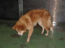 犬猫の避妊去勢手術の費用を助成する自治体