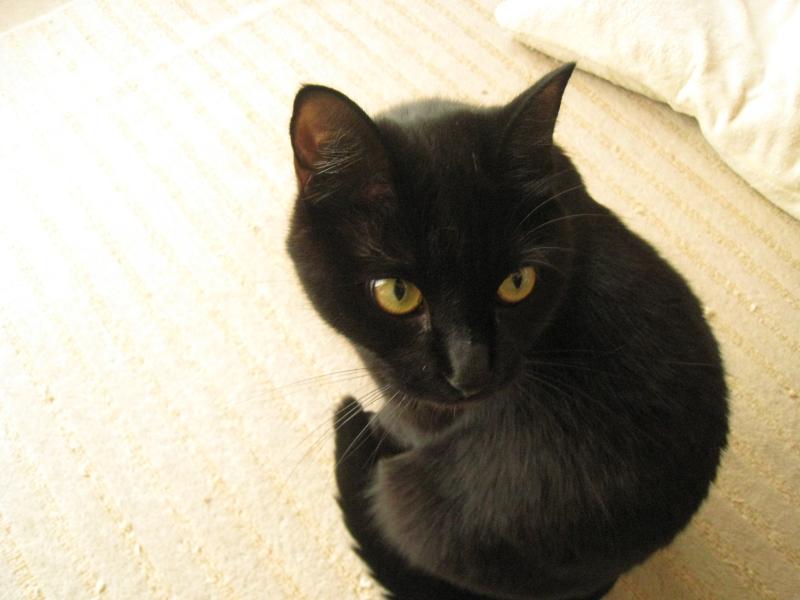 ネコとお散歩。(旧猫日和)