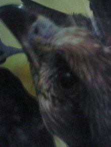 菅澤美月 つにてんてん♪ サムネイル画像