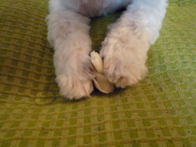 ふうちゃんの毎日　☆マル＆シーズーのMIX犬☆