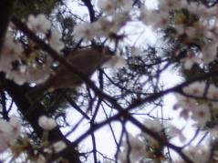 見えにくいですが。