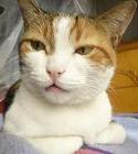 おし乃はんの猫つれづれ