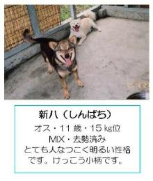 ★ワンとの想い出★と共に「殺処分０」を目指します-kaga-05