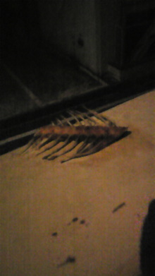 菅澤美月 つにてんてん♪ サムネイル画像