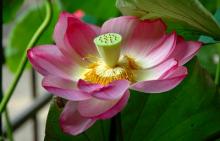 自由詩人！多聞のぐうたらブログ