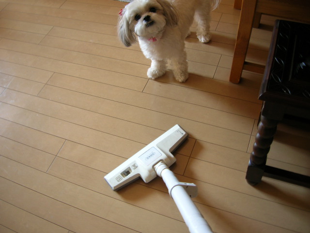 しょうじ機怖いけど象さん守るの