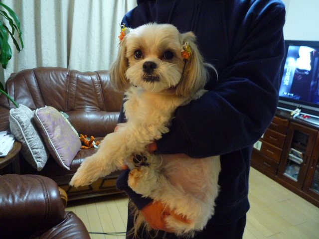ふうちゃんの毎日 マルシーズーのmix犬 ふうちゃんの毎日 マルシーズーのmix犬