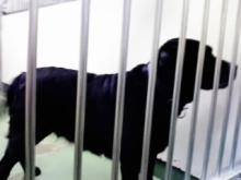 長崎保健所迷子犬リスト