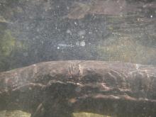 オオサンショウウオ