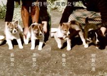 ４胎子_子犬