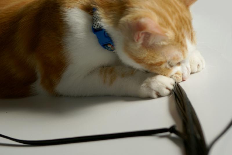 ハラショーなネコとの日々-20081202_01