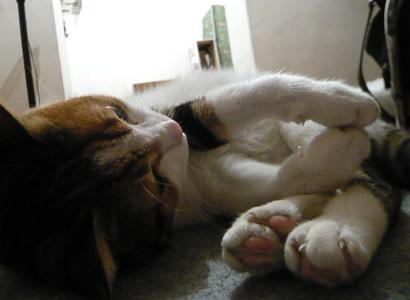 おし乃はんの猫つれづれ