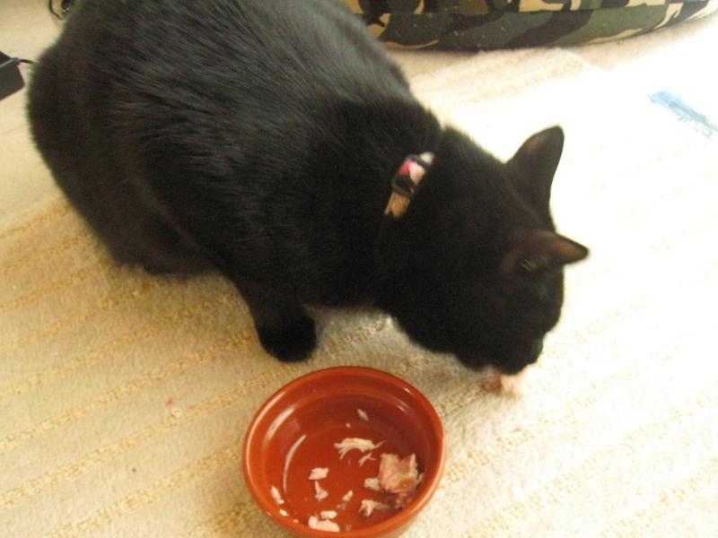 ネコとお散歩。(旧猫日和)