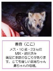 ★ワンとの想い出★と共に「殺処分０」を目指します-kaga-01