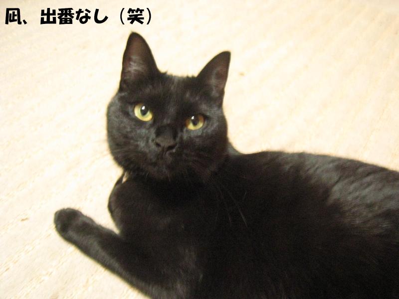 ネコとお散歩。(旧猫日和)