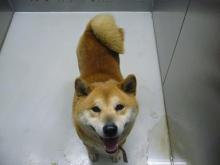 犬猫の避妊去勢手術の費用を助成する自治体