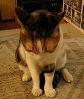 おし乃はんの猫つれづれ