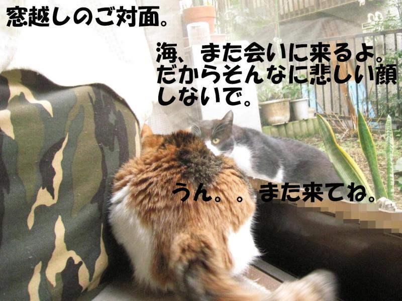 ネコとお散歩。(旧猫日和)