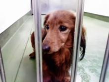 長崎保健所迷子犬リスト