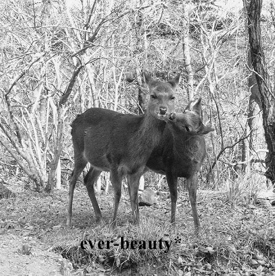 ★ 生き物 ★ 愛しきもの ★ 美しきもの ★　～　ココロが温かくなる写真と言葉。　by ever-beauty*　　-かわいい鹿たち