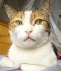 おし乃はんの猫つれづれ