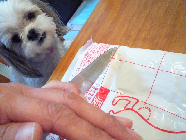 ふうちゃんの毎日☆マルシーズーのMIX犬☆