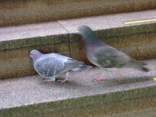 新橋の鳩