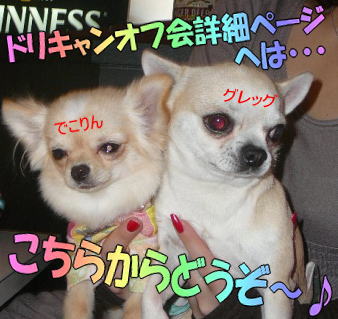 ドリキャンとチワワファミリー♪