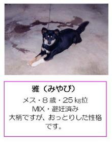 ★ワンとの想い出★と共に「殺処分０」を目指します-kaga-06