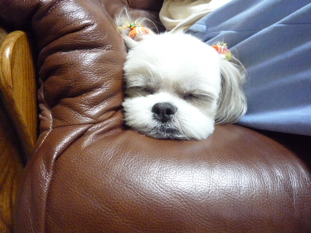 ふうちゃんの毎日　☆マル＆シーズーのMIX犬☆