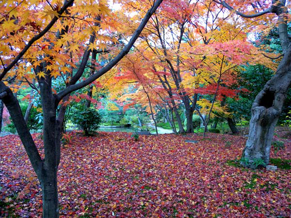 西陣に住んでます-法金剛院