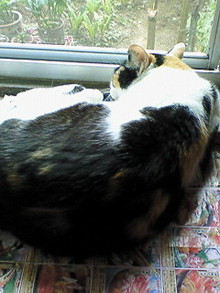 菅澤美月 つにてんてん♪ サムネイル画像