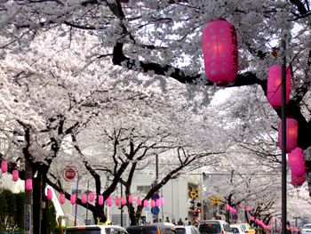 sakura01