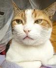 おし乃はんの猫つれづれ
